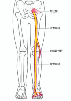 お尻の奥の痛みは梨状筋症候群？喜多見の整骨院が解説